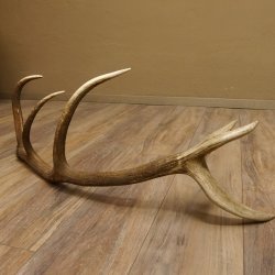 Rothirsch Stange 12 ender Gewicht 1,86 kg Länge 83 cm Hirsch Abwurfstange 71.1.178