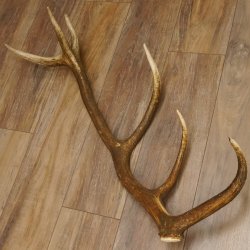 Rothirsch Stange 12 ender Gewicht 1,86 kg Länge 83 cm Hirsch Abwurfstange 71.1.178