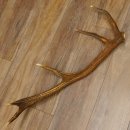 Rothirsch Stange 10 ender Gewicht 1,36 kg Länge 78 cm Hirsch Abwurfstange 71.1.179