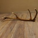 Rothirsch Stange 10 ender Gewicht 1,36 kg Länge 78 cm Hirsch Abwurfstange 71.1.179