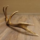 Rothirsch Stange 10 ender Gewicht 1,36 kg Länge 78 cm Hirsch Abwurfstange 71.1.179