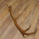 Rothirsch Stange 10 ender Gewicht 1,36 kg Länge 78 cm Hirsch Abwurfstange 71.1.179