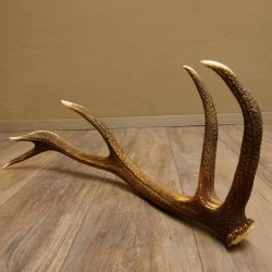 Rothirsch Stange 10 ender Gewicht 1,36 kg Länge 78 cm Hirsch Abwurfstange 71.1.179