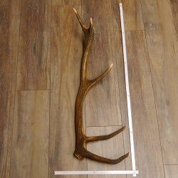 Rothirsch Stange 10 ender Gewicht 1,36 kg Länge 78 cm Hirsch Abwurfstange 71.1.179