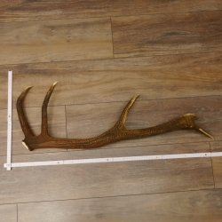 Rothirsch Stange 10 ender Gewicht 1,36 kg Länge 78 cm Hirsch Abwurfstange 71.1.179