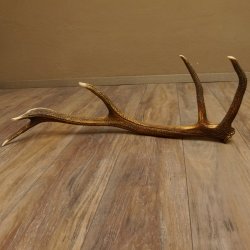 Rothirsch Stange 10 ender Gewicht 1,36 kg Länge 78 cm Hirsch Abwurfstange 71.1.179