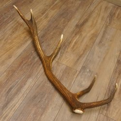 Rothirsch Stange 10 ender Gewicht 1,36 kg Länge 78 cm Hirsch Abwurfstange 71.1.179