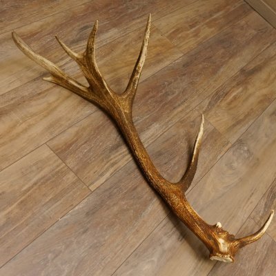Rothirsch Stange 14 ender Gewicht 2,16 kg Länge 86 cm Hirsch Abwurfstange 71.1.180