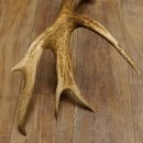 Rothirsch Stange 14 ender Gewicht 2,16 kg Länge 86 cm Hirsch Abwurfstange 71.1.180