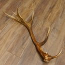 Rothirsch Stange 14 ender Gewicht 2,16 kg Länge 86...