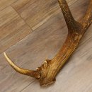 Rothirsch Stange 14 ender Gewicht 2,16 kg Länge 86 cm Hirsch Abwurfstange 71.1.180