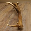 Rothirsch Stange 14 ender Gewicht 2,16 kg Länge 86 cm Hirsch Abwurfstange 71.1.180