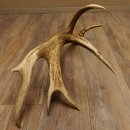 Rothirsch Stange 14 ender Gewicht 2,16 kg Länge 86 cm Hirsch Abwurfstange 71.1.180