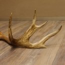 Rothirsch Stange 14 ender Gewicht 2,16 kg Länge 86 cm Hirsch Abwurfstange 71.1.180