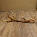 Rothirsch Stange 14 ender Gewicht 2,16 kg Länge 86 cm Hirsch Abwurfstange 71.1.180