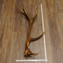 Rothirsch Stange 14 ender Gewicht 2,16 kg Länge 86 cm Hirsch Abwurfstange 71.1.180