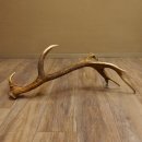 Rothirsch Stange 14 ender Gewicht 2,16 kg Länge 86 cm Hirsch Abwurfstange 71.1.180