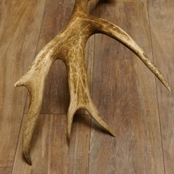 Rothirsch Stange 14 ender Gewicht 2,16 kg Länge 86 cm Hirsch Abwurfstange 71.1.180