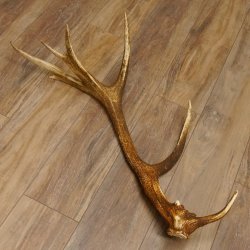 Rothirsch Stange 14 ender Gewicht 2,16 kg Länge 86 cm Hirsch Abwurfstange 71.1.180