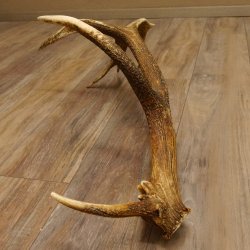 Rothirsch Stange 14 ender Gewicht 2,16 kg Länge 86 cm Hirsch Abwurfstange 71.1.180