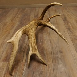 Rothirsch Stange 14 ender Gewicht 2,16 kg Länge 86 cm Hirsch Abwurfstange 71.1.180