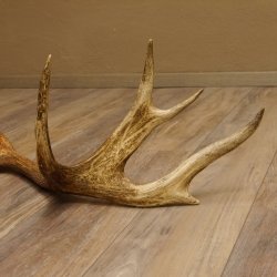 Rothirsch Stange 14 ender Gewicht 2,16 kg Länge 86 cm Hirsch Abwurfstange 71.1.180