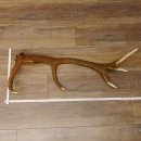 Rothirsch Stange 10 ender Gewicht 1,95 kg Länge 83...