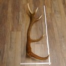 Rothirsch Stange 10 ender Gewicht 1,95 kg Länge 83 cm Hirsch Abwurfstange 71.1.181