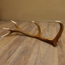 Rothirsch Stange 10 ender Gewicht 1,95 kg Länge 83 cm Hirsch Abwurfstange 71.1.181