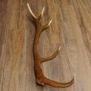 Rothirsch Stange 10 ender Gewicht 1,95 kg Länge 83 cm Hirsch Abwurfstange 71.1.181