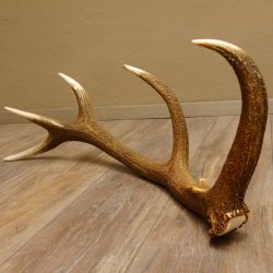 Rothirsch Stange 10 ender Gewicht 1,95 kg Länge 83 cm Hirsch Abwurfstange 71.1.181