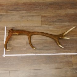 Rothirsch Stange 10 ender Gewicht 1,95 kg Länge 83 cm Hirsch Abwurfstange 71.1.181