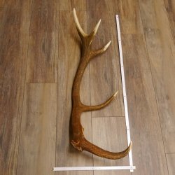 Rothirsch Stange 10 ender Gewicht 1,95 kg Länge 83 cm Hirsch Abwurfstange 71.1.181