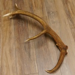 Rothirsch Stange 10 ender Gewicht 1,95 kg Länge 83 cm Hirsch Abwurfstange 71.1.181