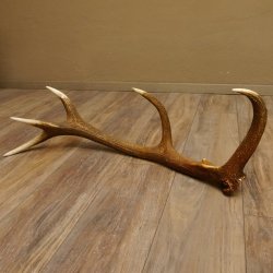 Rothirsch Stange 10 ender Gewicht 1,95 kg Länge 83 cm Hirsch Abwurfstange 71.1.181