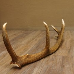 Rothirsch Stange 10 ender Gewicht 1,95 kg Länge 83 cm Hirsch Abwurfstange 71.1.181