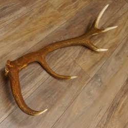 Rothirsch Stange 10 ender Gewicht 1,95 kg Länge 83 cm Hirsch Abwurfstange 71.1.181