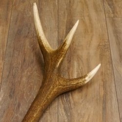 Rothirsch Stange 10 ender Gewicht 1,95 kg Länge 83 cm Hirsch Abwurfstange 71.1.181