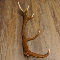 Rothirsch Stange 10 ender Gewicht 1,95 kg Länge 83 cm Hirsch Abwurfstange 71.1.181