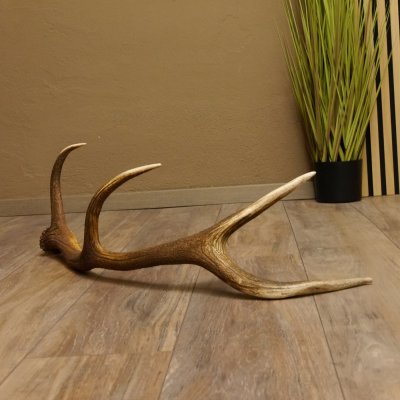 Rothirsch Stange 8 ender Gewicht 1,23 kg Länge 79 cm Hirsch Abwurfstange 71.1.182
