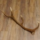 Rothirsch Stange 8 ender Gewicht 1,23 kg Länge 79 cm...