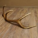 Rothirsch Stange 8 ender Gewicht 1,23 kg Länge 79 cm Hirsch Abwurfstange 71.1.182
