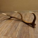 Rothirsch Stange 8 ender Gewicht 1,23 kg Länge 79 cm Hirsch Abwurfstange 71.1.182
