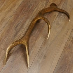 Rothirsch Stange 8 ender Gewicht 1,23 kg Länge 79 cm Hirsch Abwurfstange 71.1.182