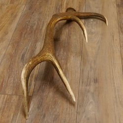 Rothirsch Stange 8 ender Gewicht 1,23 kg Länge 79 cm Hirsch Abwurfstange 71.1.182