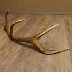 Rothirsch Stange 8 ender Gewicht 1,23 kg Länge 79 cm Hirsch Abwurfstange 71.1.182