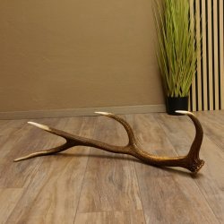 Rothirsch Stange 8 ender Gewicht 1,23 kg Länge 79 cm Hirsch Abwurfstange 71.1.182