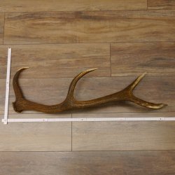 Rothirsch Stange 8 ender Gewicht 1,23 kg Länge 79 cm Hirsch Abwurfstange 71.1.182