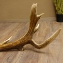 Rothirsch abgesägte Stange 14 ender Gewicht 2,76 kg Länge 91 cm Hirsch Abwurfstange 71.1.183