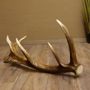 Rothirsch abgesägte Stange 14 ender Gewicht 2,76 kg Länge 91 cm Hirsch Abwurfstange 71.1.183